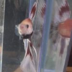 betta192
