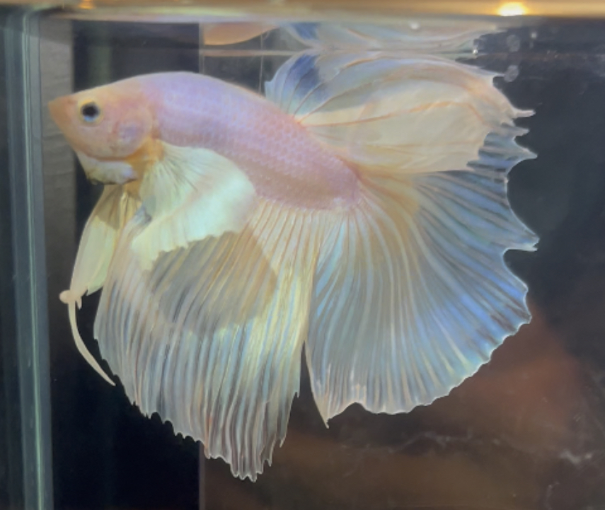 betta195
