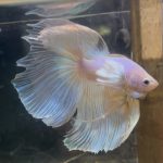 betta195