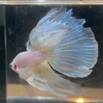 betta195