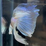 betta195