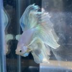 betta195