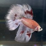 betta192
