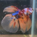 betta194