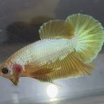 betta193