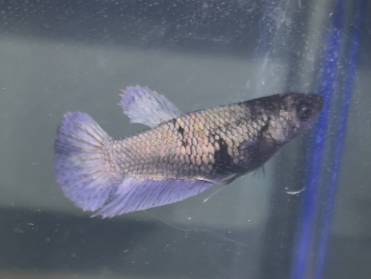 betta191