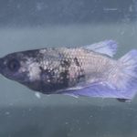 betta191
