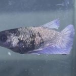 betta191