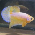 betta199