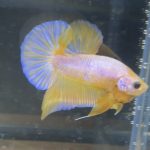 betta199