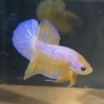 betta199