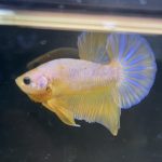 betta199