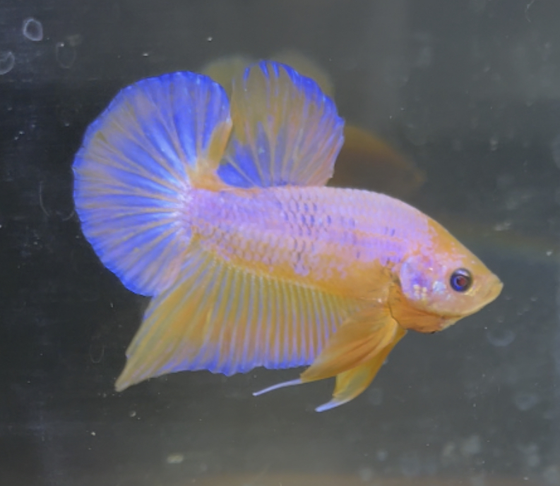 betta199