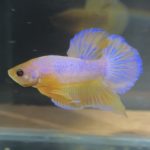 betta199