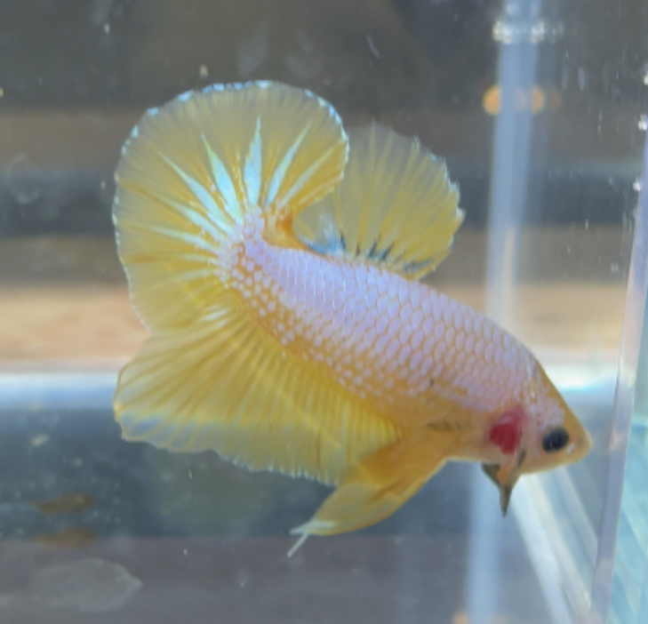 betta202