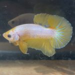 betta202