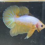 betta202