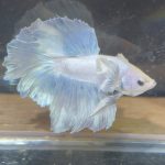 betta203