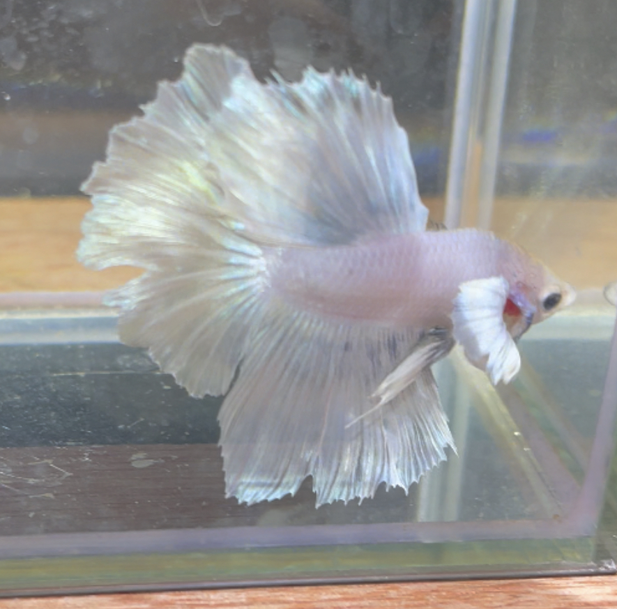 betta203