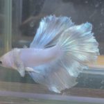 betta203