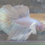 betta203
