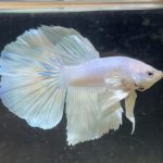 betta201