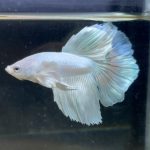 betta201