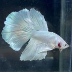 betta201