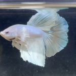 betta201