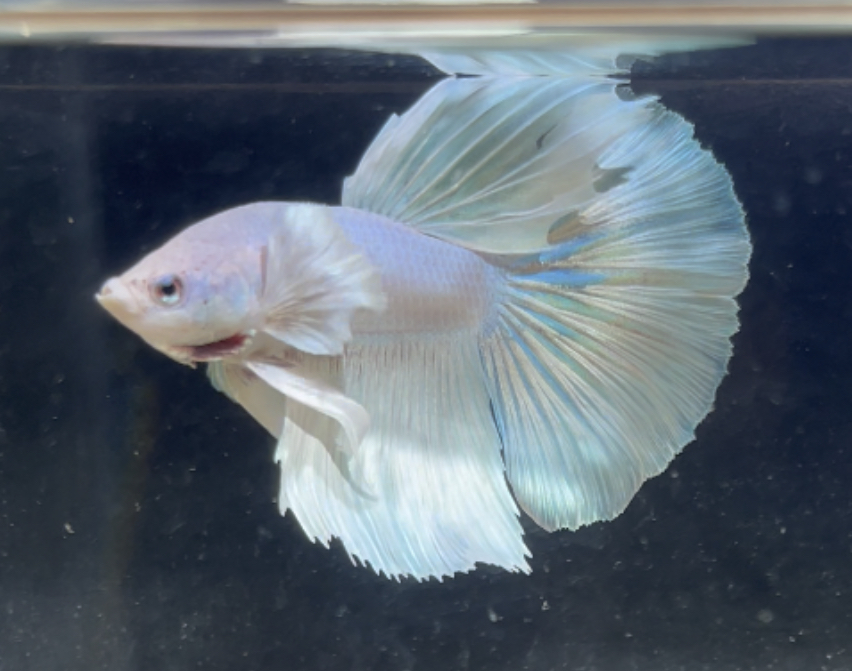 betta201
