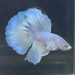 betta205