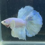 betta205