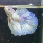 betta205