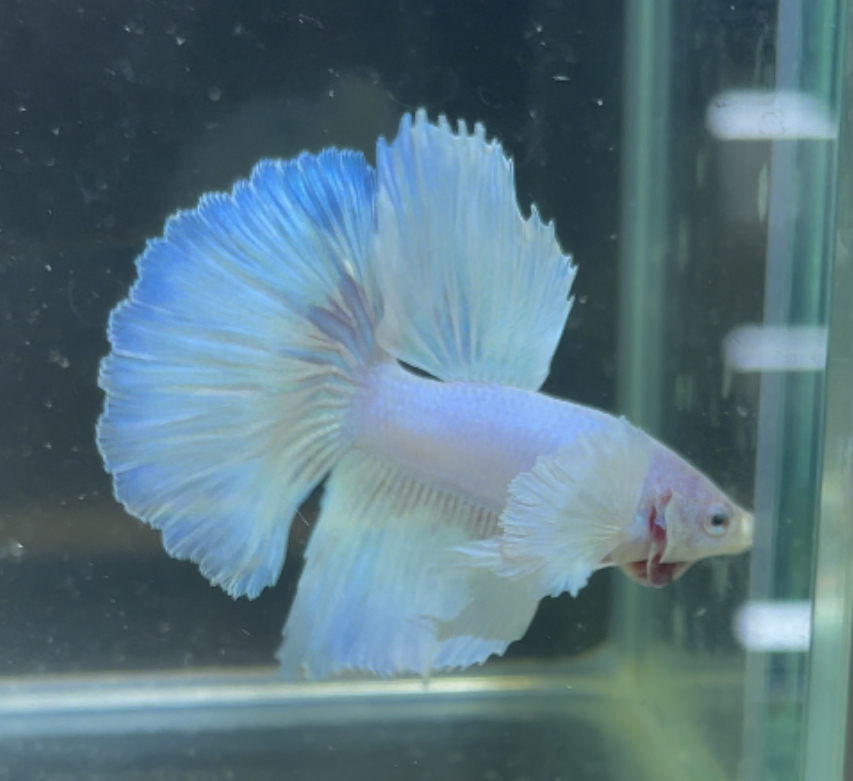 betta205