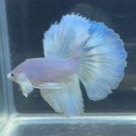betta205