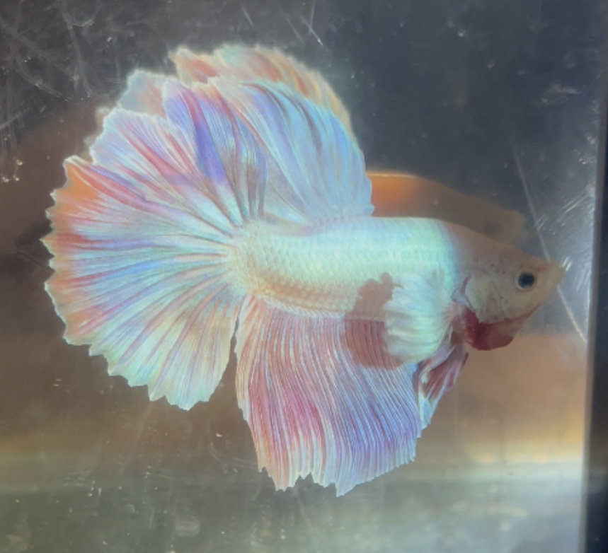 betta206