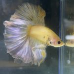 betta204