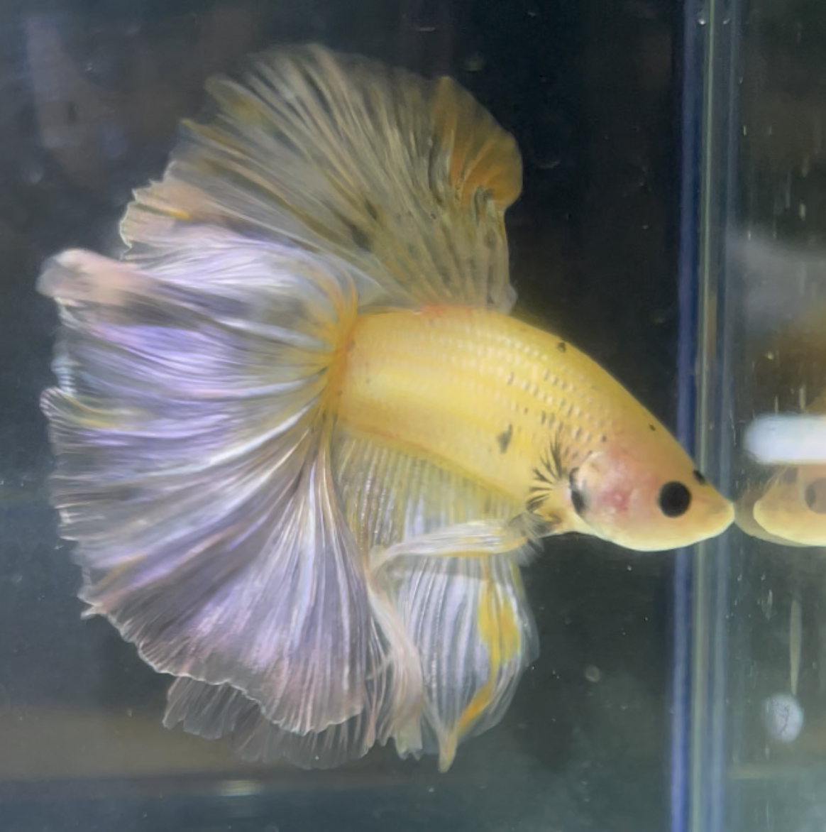 betta204