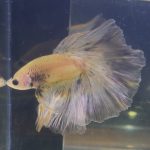 betta204