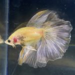 betta204