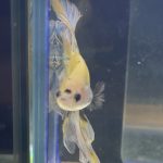 betta204