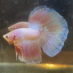 betta200