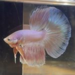 betta200