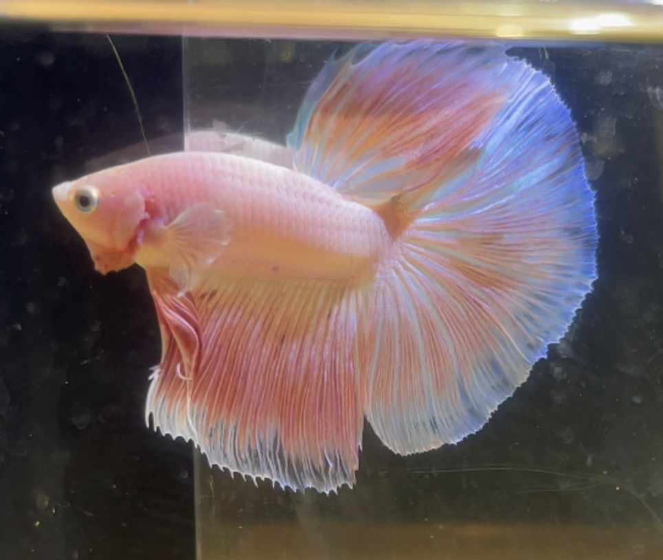betta200