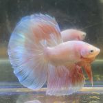 betta200
