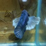 betta198