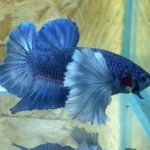 betta198