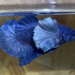 betta198