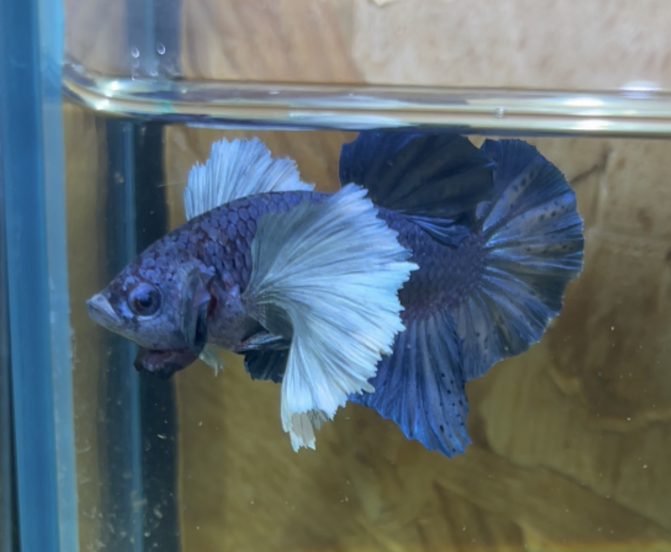 betta198