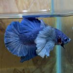 betta198